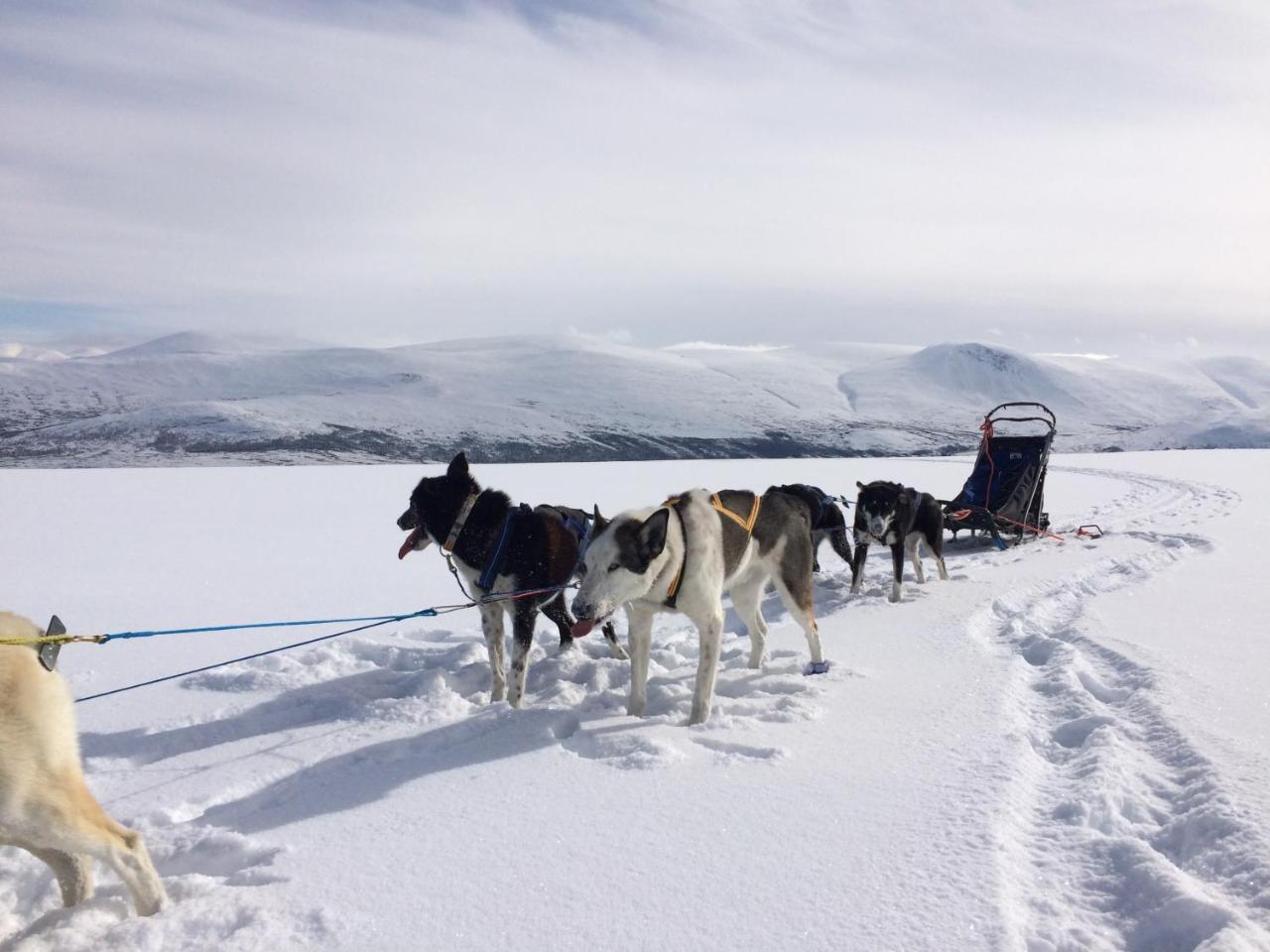 Jotunheimen Husky Lodge Randsverk エクステリア 写真